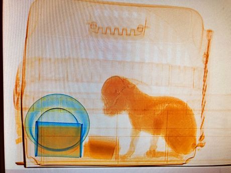 Kućni ljubimci na aerodromu