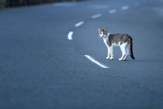 Životinje na putu