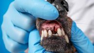 Da li je ispadanje zuba kod pasa prirodan proces?