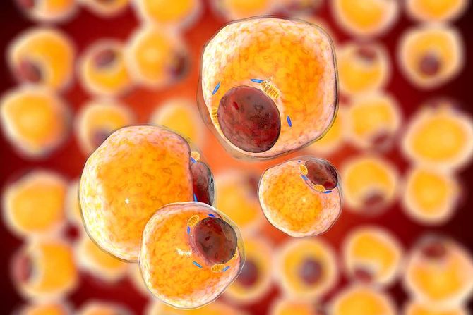 masne ćelije, masno tkivo, adipozno tkivo, adipociti