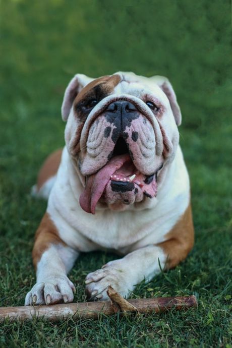 Rase pasa sklone alergijama i infekcijama