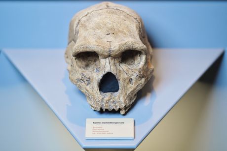 Lobanja iz Petralone