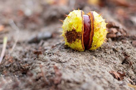 Pas i opasne jesenje biljke