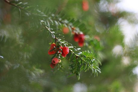 Pas i opasne jesenje biljke