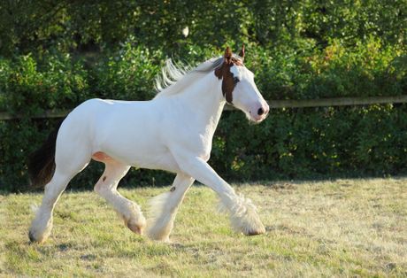 Američki farski konj