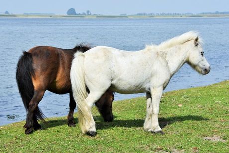 Šetlandski poni - bele rase konja