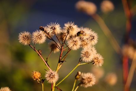 Pas i opasne jesenje biljke
