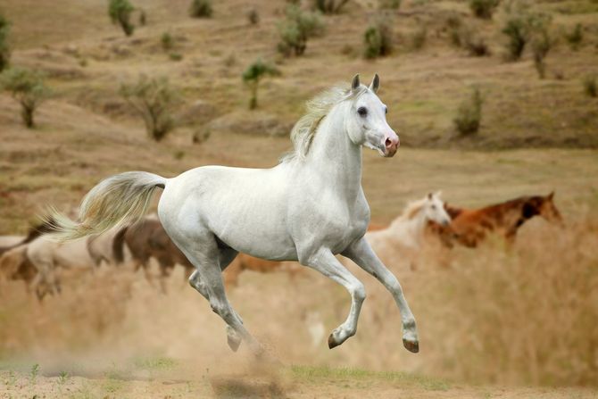 Bele rase konja: mustang Bele rase konja: mustang