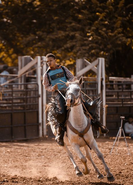 Američki kvartal konj