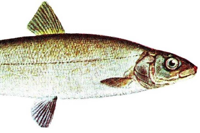 ozimica, Coregonus lavaretus