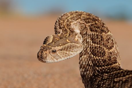Zmije iz Starog Egipta, puff adder