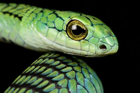 Zmije iz Starog Egipta, boomslang