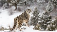 On je duh planine i živi na Trećem polu: Snežni leopard otkriven na visini od čak 5.859 metara!
