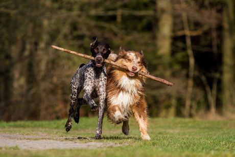 Pas igranje sa štapom