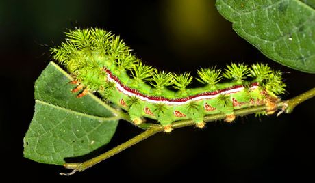 Najtoksičnije gusenice na svetu