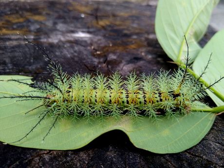 Najtoksičnije gusenice na svetu
