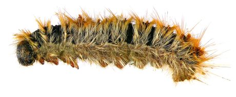 Najtoksičnije gusenice na svetu