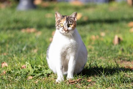 Znaci mačije trudnoće