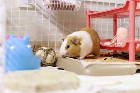 Zamorac čišćenje kaveza