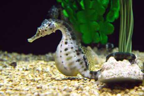 Morski konjić u akvarijumu