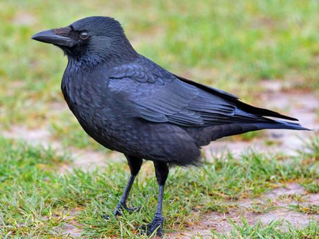 Crna vrana