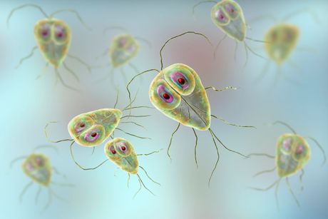 30 bolesti koje životinje prenose ljudima