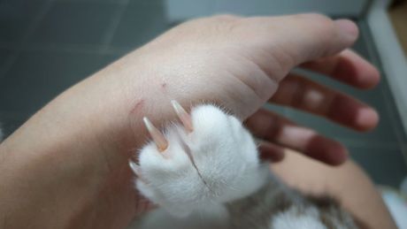 30 bolesti koje životinje prenose ljudima