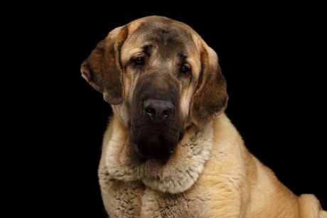 Španski mastif, Spanish mastiff