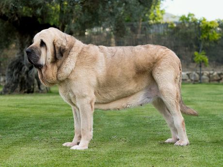 Španski mastif, Spanish mastiff