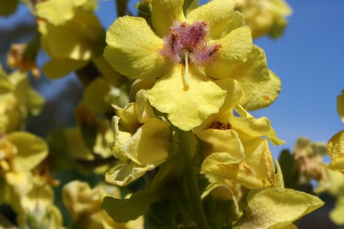 Verbascum blattaria