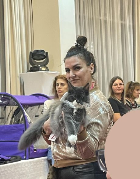 Mladi šampion Royal Coon`s Ozzy