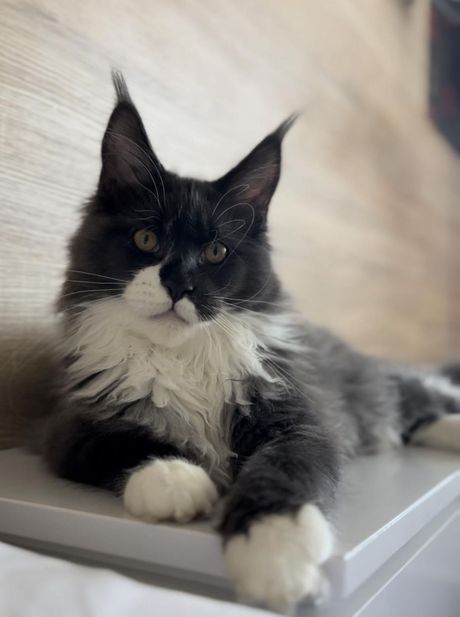 Mladi šampion Royal Coon`s Ozzy