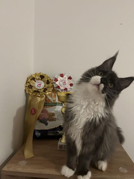 Mladi šampion Royal Coon`s Ozzy