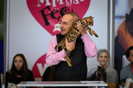 Mrnjau Fest 2023: Najlepše mačke sa festivala