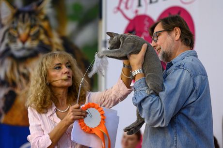 Mrnjau Fest 2023: Najlepše mačke sa festivala