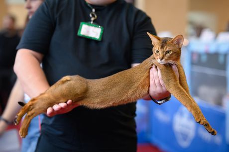 Mrnjau Fest 2023: Najlepše mačke sa festivala