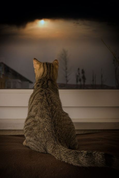 Eutanazija kućnog ljubimca