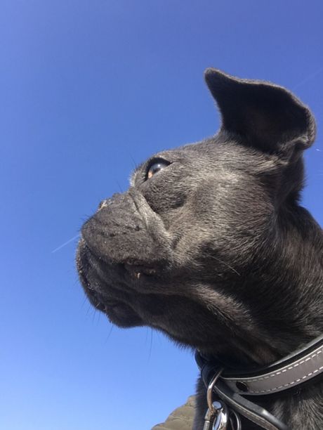 Eutanazija kućnog ljubimca