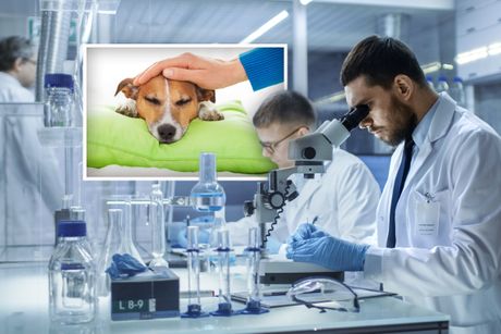 Naučnik, naučnici laboratorija eksperimenti mikroskop pas psi bolesni lečenje istraživanje