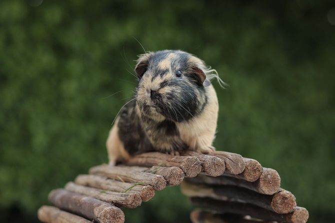 Agiliti za kućne ljubimce glodare