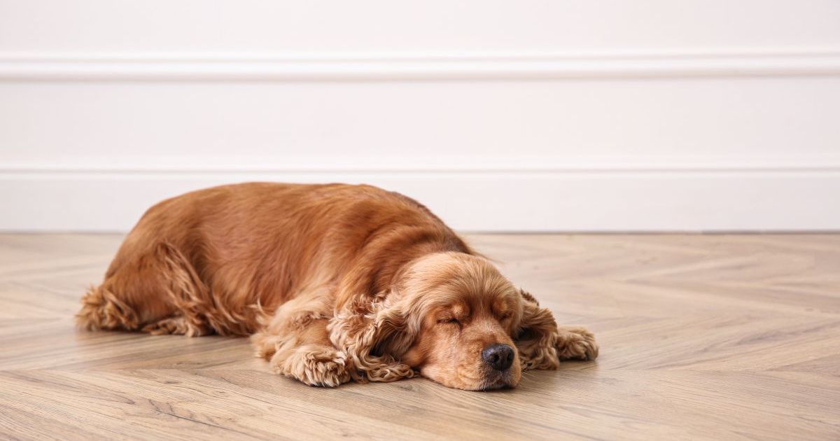 Da li je vaš pas nekada doživeo SINKOPU: Kako reagovati u slučaju da ljubimac iznenada izgubi svest