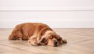 Da li je vaš pas nekada doživeo SINKOPU i kako reagovati u slučaju da ljubimac iznenada izgubi svest