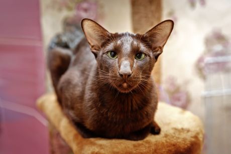 Smeđa havana mačka