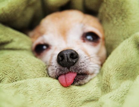 Pas i jezik koji viri