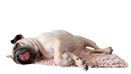 Pas i jezik koji viri