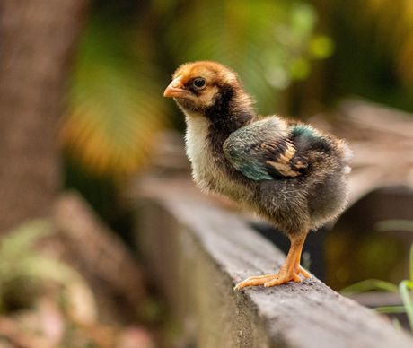 Pilići određivanje pola