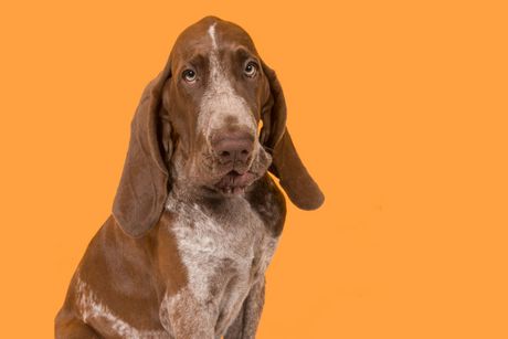 Italijanski kratkodlaki ptičar (brako italijano)