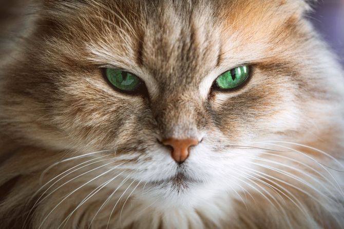 Govor mačijih očiju