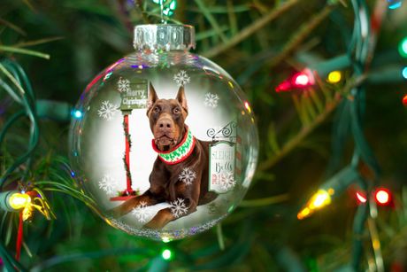 Pas i novogodišnja dekoracija
