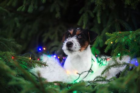 Pas i novogodišnja dekoracija